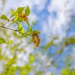 Allergien werden meist mit Antihistaminika behandelt. Falls Sie derartige (oder andere) Medikamente bisher verwendet haben, sollten Sie Ihre Frauenärztin/Ihren Frauenarzt fragen, ob diese während der Schwangerschaft weiterhin eingenommen werden dürfen. 