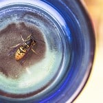 Wespenallergie und schwanger? - dieses Thema sollten Sie nicht unterschätzen
