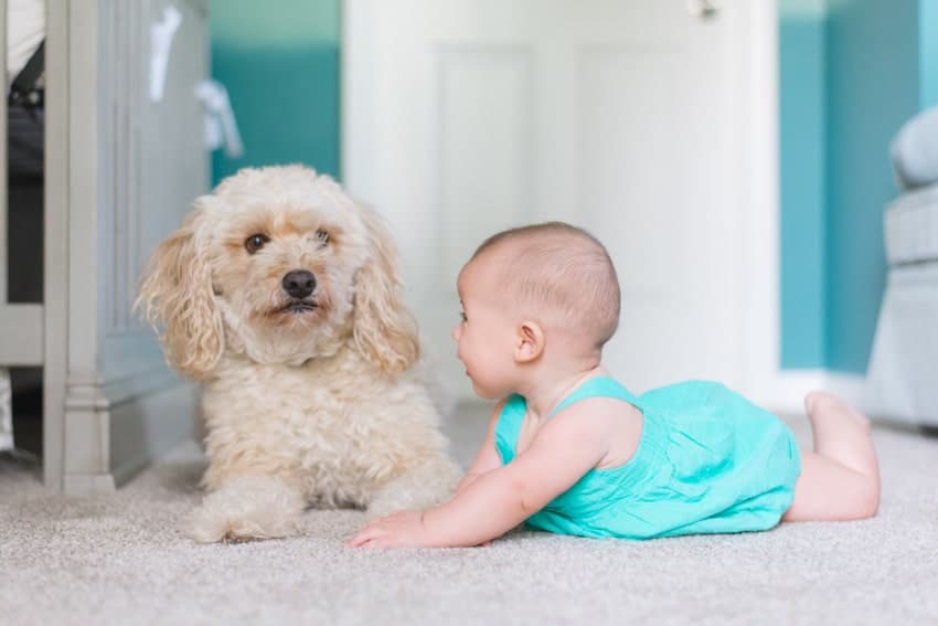 Es ist wichtig, dass Ihr Hund das Baby zunächst als "Welpen" anerkennt.