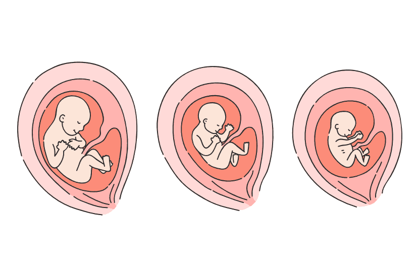 Die Entwicklung des Fetus im zweiten Trimester der Schwangerschaft