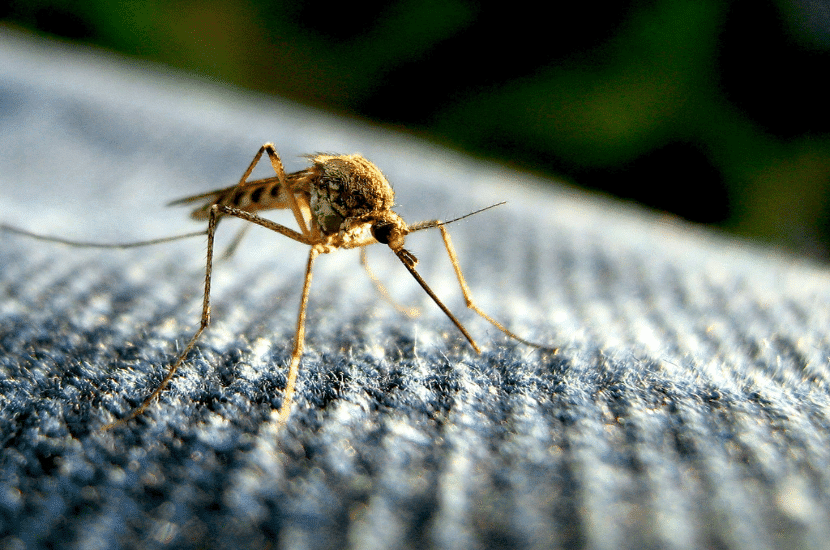 Zika-Virus – Achtung bei Kinderwunsch und Schwangerschaft