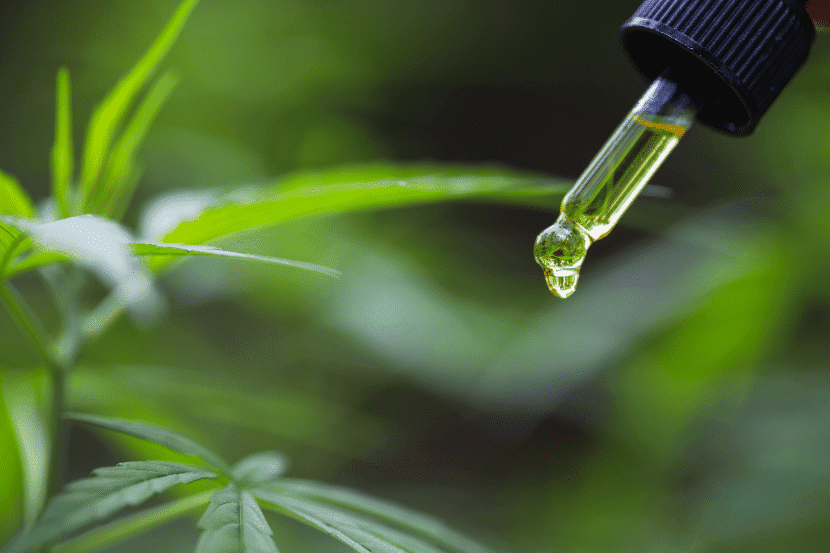CBD-Öl-Flasche vor Cannabis-Pflanze