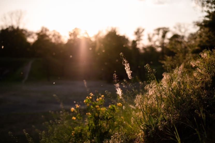 Pollen in der Luft vor Nachmittagssonne